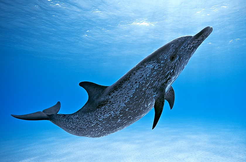 яркое фото дельфина